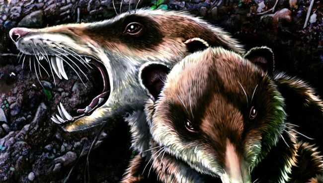 Саблезубая белка (Cronopio dentiacutus), которая охотилась в лесах Южной Америки примерно 100 миллионов лет назад Саблезубая белка (Cronopio dentiacutus), которая охотилась в лесах Южной Америки примерно 100 миллионов лет назад