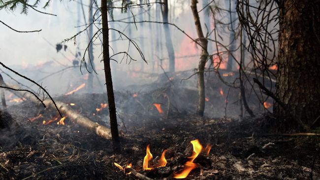 Пожары в лесах Томской области