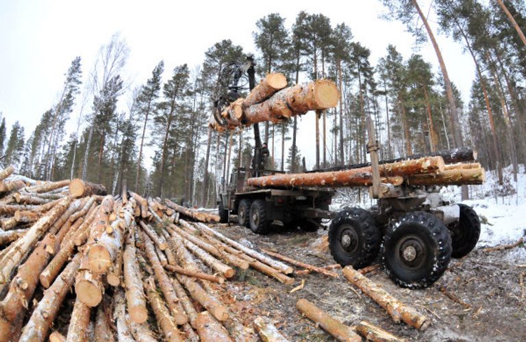 Рубка леса в Челябинской области Рубка леса в Челябинской области