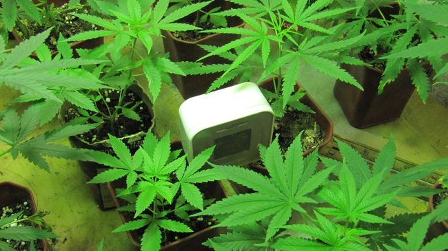 Житель села Подгорного Томской области занимался культивированием конопли Житель села Подгорного Томской области занимался культивированием конопли