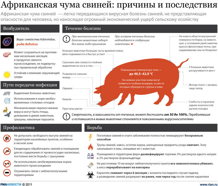 Симптомы и профилактика африканской чумы свиней