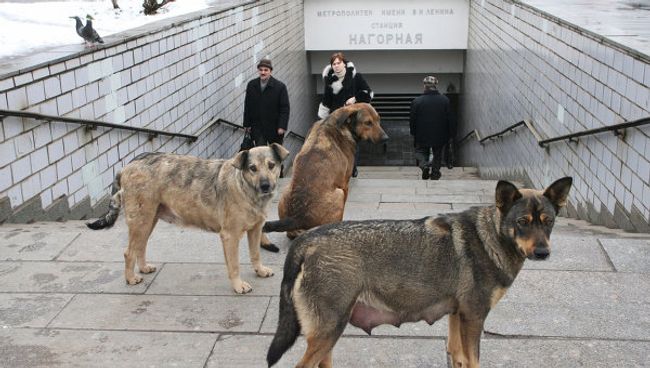 Бродячие собаки у входа в метро
