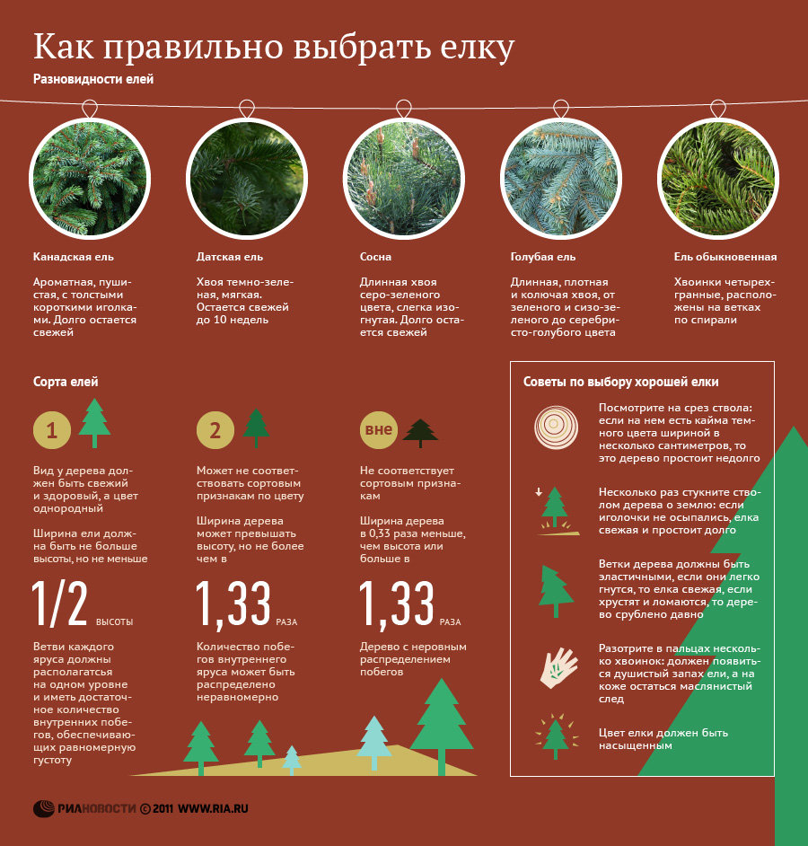 Как правильно выбрать елку