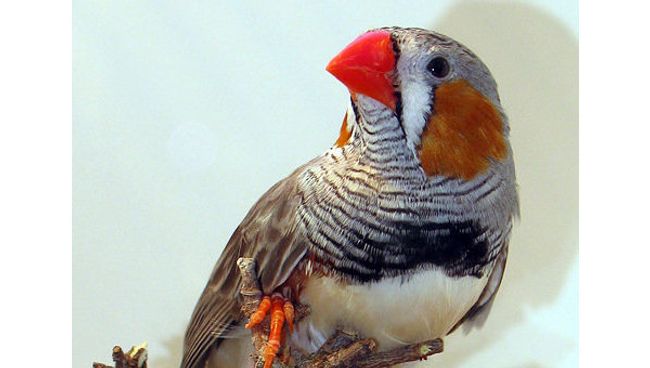 Зебровая амадина. Архив Зебровая амадина. Архив