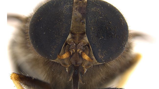 Scaptia beyonceae - слепень, названнный в честь американской певицы Бейонсе