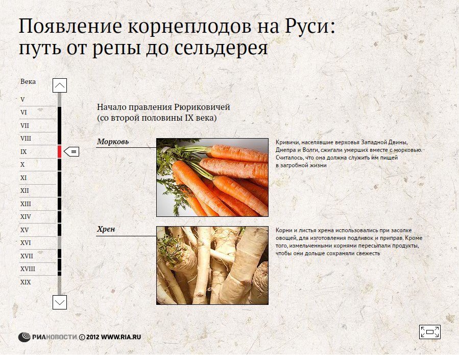 Появление корнеплодов на Руси: путь от репы до сельдерея