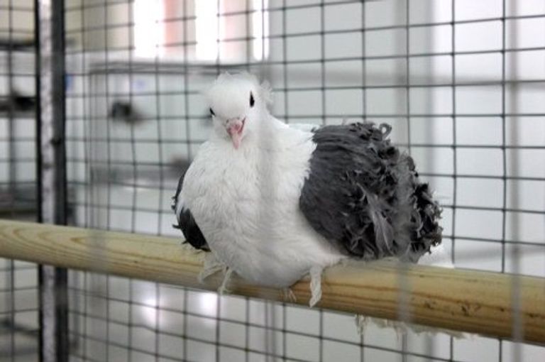 В Тюмени 28 и 29 января полюбоваться элитными голубями на с В Тюмени 28 и 29 января полюбоваться элитными голубями на с