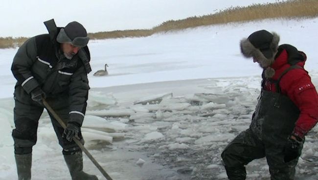 Орнитологи работают в ледяной воде ради спасения лебедя Орнитологи работают в ледяной воде ради спасения лебедя
