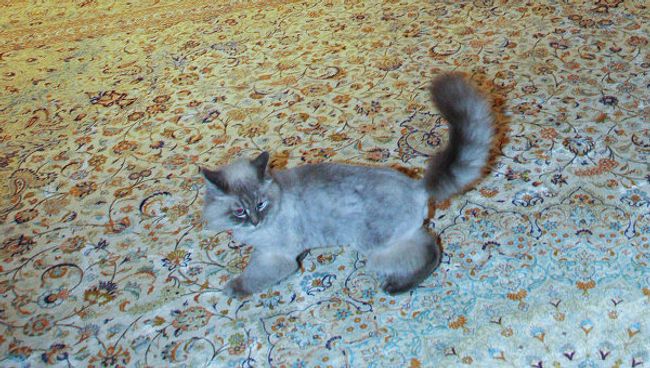 Кот Дмитрия Медведева