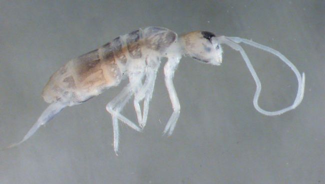 Plutomurus ortobalaganensis – представитель отряда ногохвосток, самый глубинный обитатель планеты Plutomurus ortobalaganensis – представитель отряда ногохвосток, самый глубинный обитатель планеты