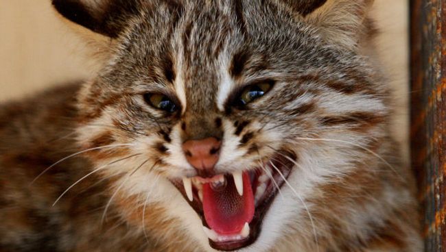 Дальневосточные лесные коты Дальневосточные лесные коты