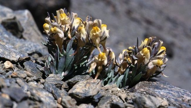 Альпийский цветок льнянка (Linaria glacialis), ареал обитания которого сокращается под давлением захватчиков с нижних склонов гор Альпийский цветок льнянка (Linaria glacialis), ареал обитания которого сокращается под давлением захватчиков с нижних склонов гор