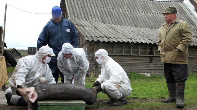 Вспышка африканской чумы свиней в Новгородской области Вспышка африканской чумы свиней в Новгородской области