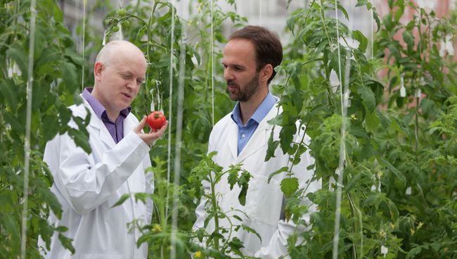 Участники коллаборации The Tomato Genome Consortium собирают образцы томатов в теплице Участники коллаборации The Tomato Genome Consortium собирают образцы томатов в теплице