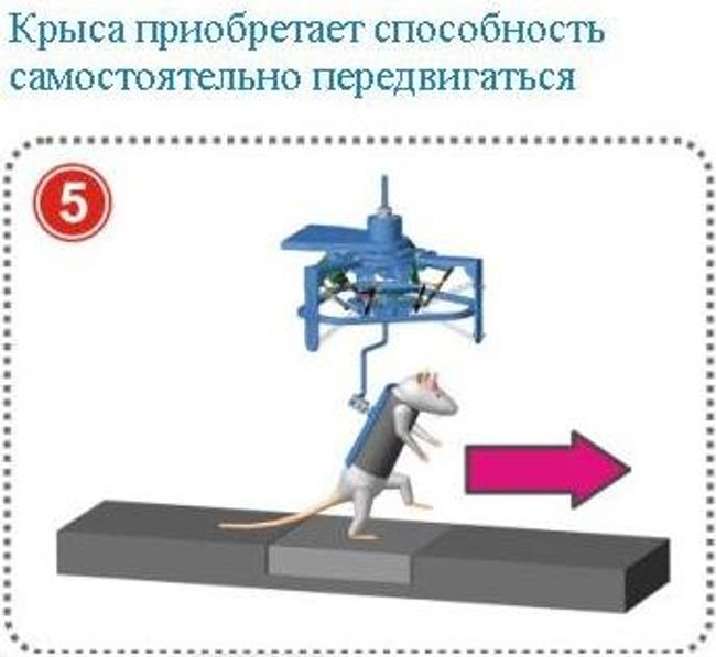 Так крысы-паралитики приобрели способность самостоятельно ходить, бегать и прыгать Так крысы-паралитики приобрели способность самостоятельно ходить, бегать и прыгать