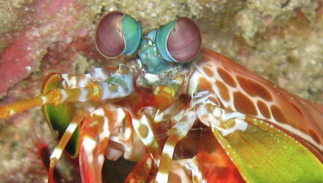 Рак-богомол Odontodactylus scyllarus в аквариуме Рак-богомол Odontodactylus scyllarus в аквариуме