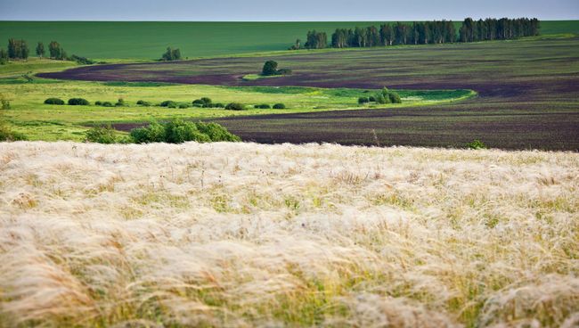 Участок восстановленной лесостепи на Куликовом поле