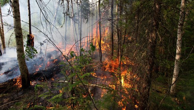 Лесной пожар. Архивное фото