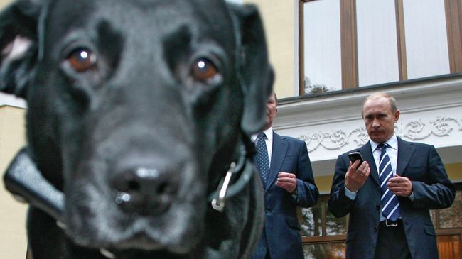 Владимир Путин и лабрадор Кони. Архивное фото Владимир Путин и лабрадор Кони. Архивное фото