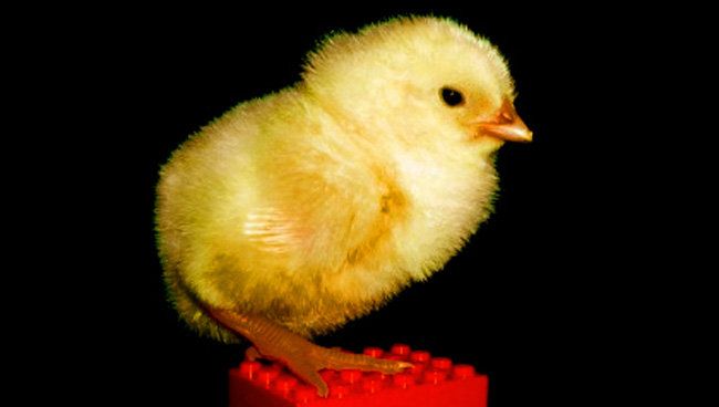 Цыпленок и его мать - кубик LEGO Цыпленок и его мать - кубик LEGO
