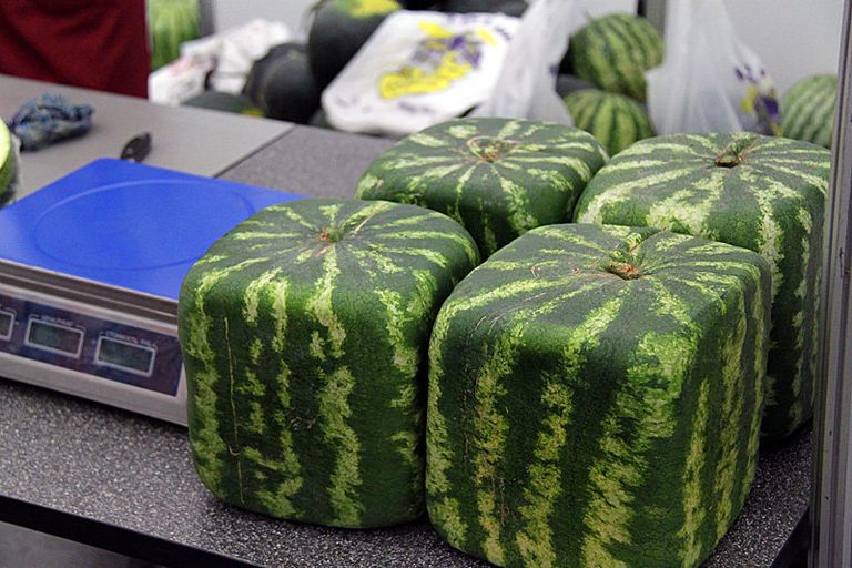 Краснодар выставка ярмарка сельское хозяйство Кубань Краснодар выставка ярмарка сельское хозяйство Кубань