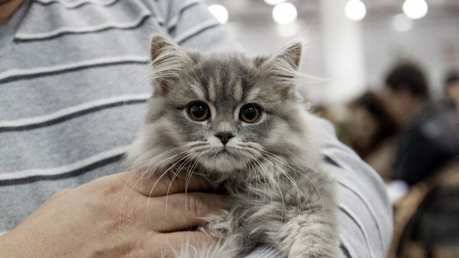 Котенок