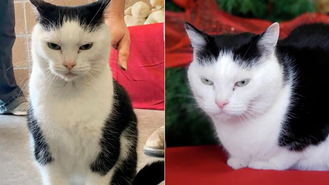 Фотография кошки, опубликованная приютом Mitchell County Animal Rescue Фотография кошки, опубликованная приютом Mitchell County Animal Rescue