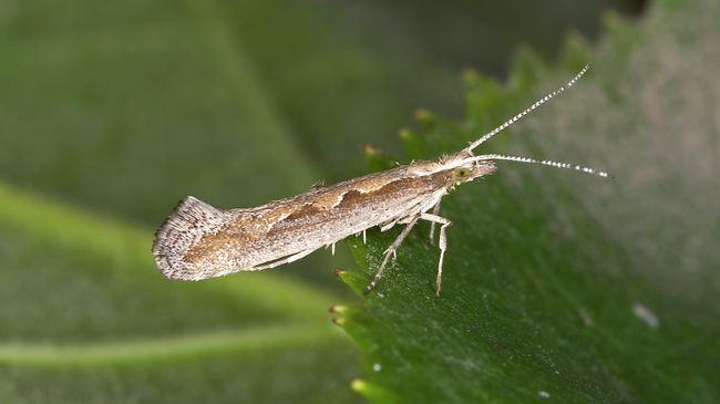 Капустная моль (Plutella xylostella) Капустная моль (Plutella xylostella)