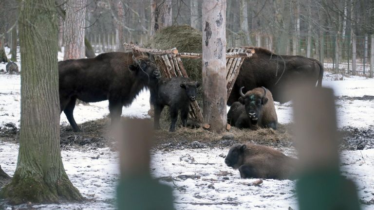 Зубры в питомнике Приокско-Террасного государственного природного биосферного заповедника в Московской области
