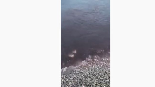 Вода в Новороссийской бухте окрасилась в кровавый цвет Вода в Новороссийской бухте окрасилась в кровавый цвет