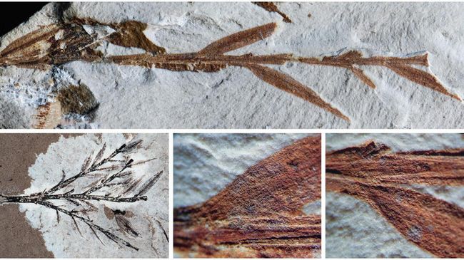 Голотип вида Retrophyllum oxyphyllum, ранее считавшийся самым древним из известных бамбуков Голотип вида Retrophyllum oxyphyllum, ранее считавшийся самым древним из известных бамбуков