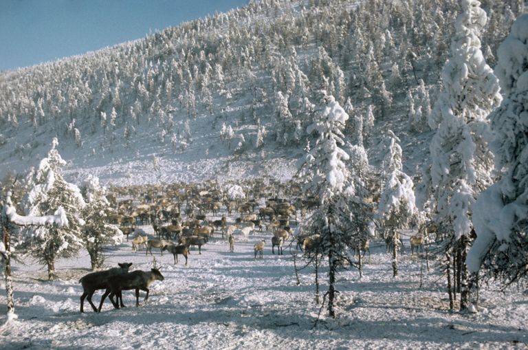 Олени. Якутский поселок Оймякон Олени. Якутский поселок Оймякон