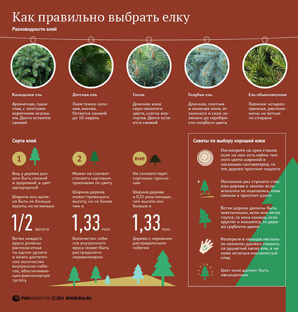 Как правильно выбрать елку Как правильно выбрать елку