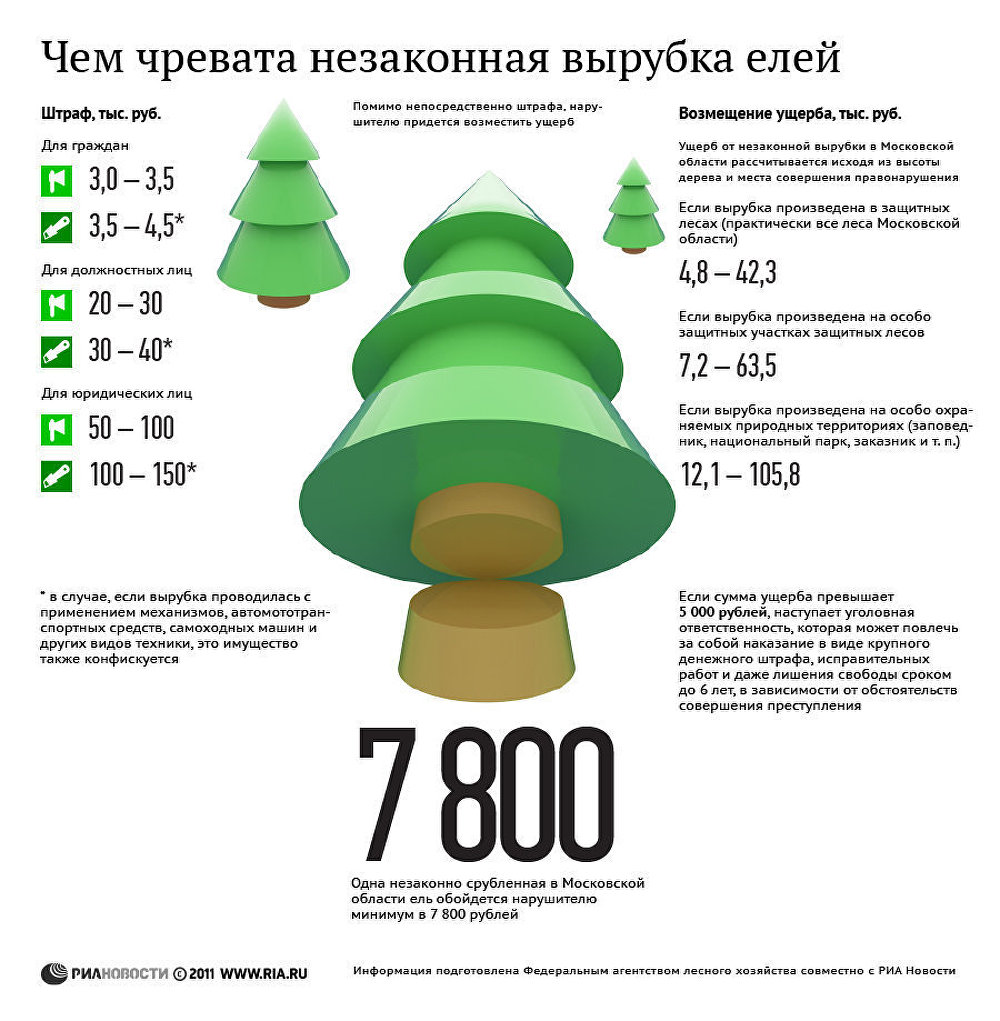 Чем чревата незаконная вырубка елей Чем чревата незаконная вырубка елей