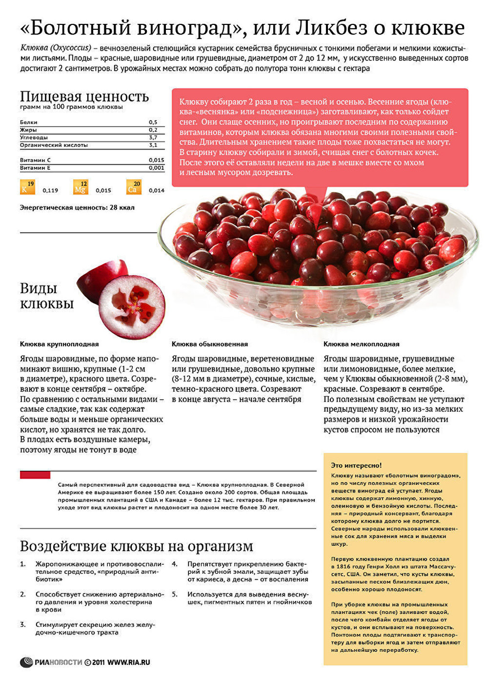 Болотный виноград, или Ликбез о клюкве Болотный виноград, или Ликбез о клюкве