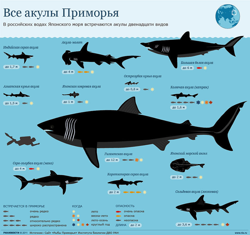 Все акулы Приморья