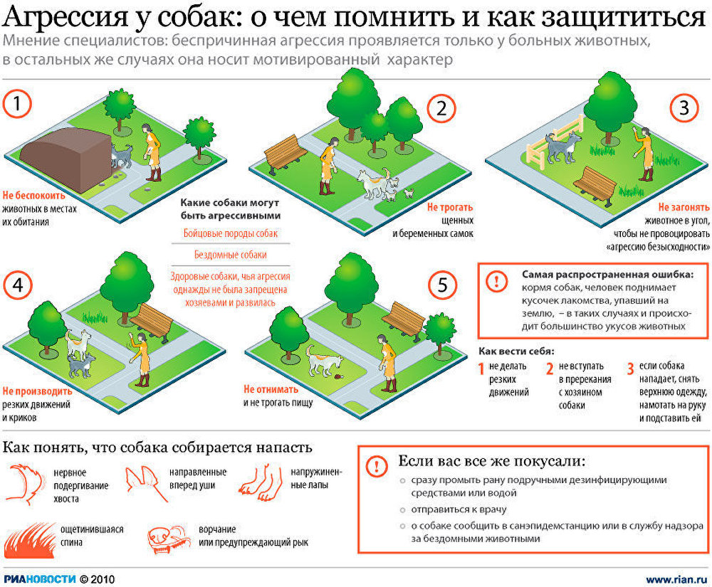 Агрессия у собак: о чем помнить и как защититься Агрессия у собак: о чем помнить и как защититься