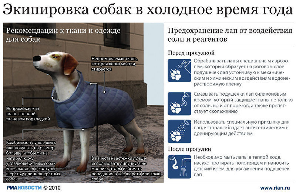 Экипировка собак в холодное время года Экипировка собак в холодное время года