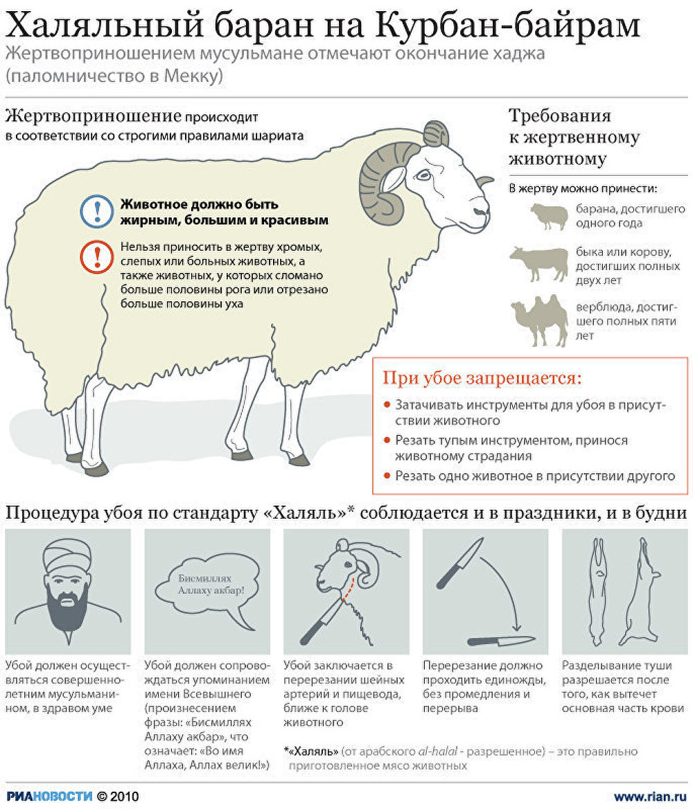 Халяльный баран на Курбан-байрам Халяльный баран на Курбан-байрам