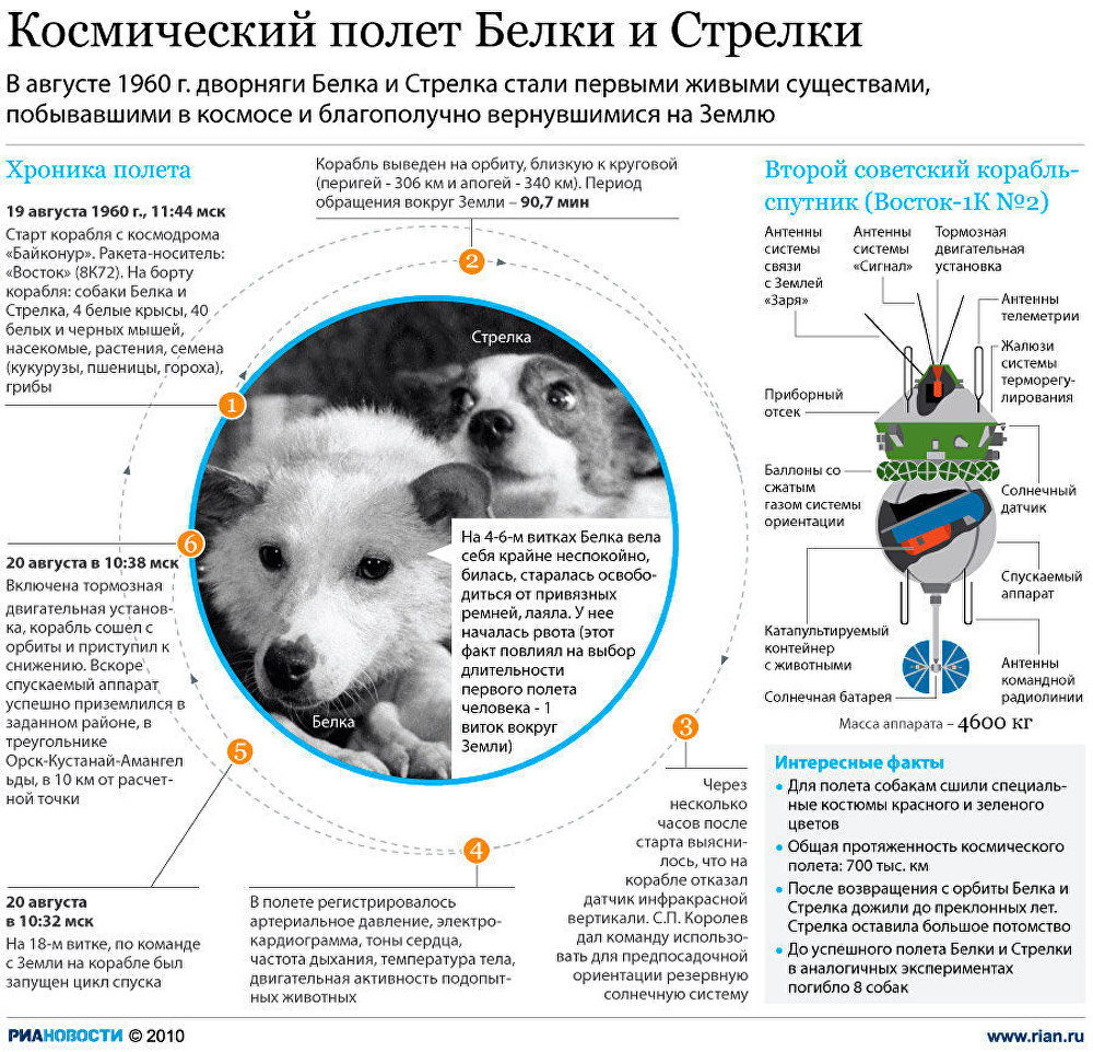 Космический полет Белки и Стрелки Космический полет Белки и Стрелки