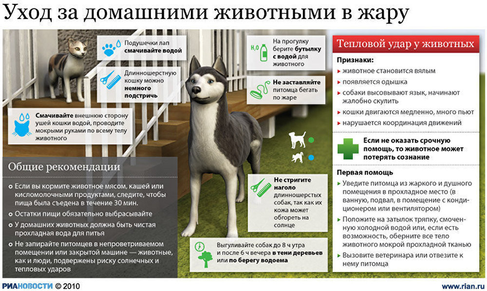 Уход за домашними животными в жару Уход за домашними животными в жару