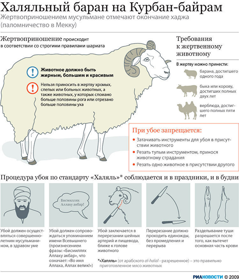 Халяльный баран на Курбан-байрам Халяльный баран на Курбан-байрам