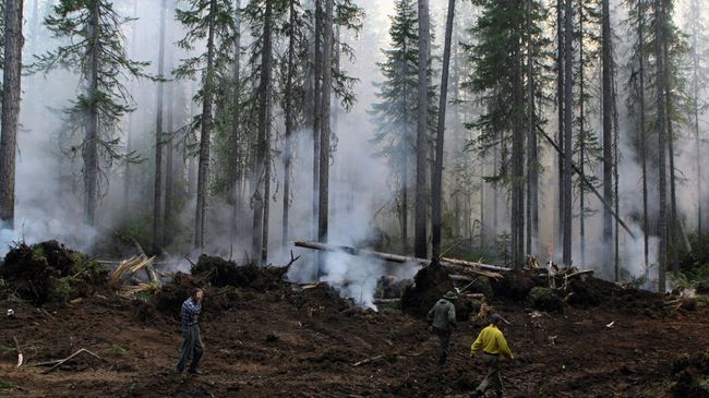 Лесные пожары Лесные пожары