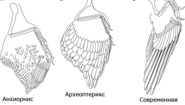 Крылья динозавра анхиорниса, протоптицы археоптерикса и современной птицы Крылья динозавра анхиорниса, протоптицы археоптерикса и современной птицы