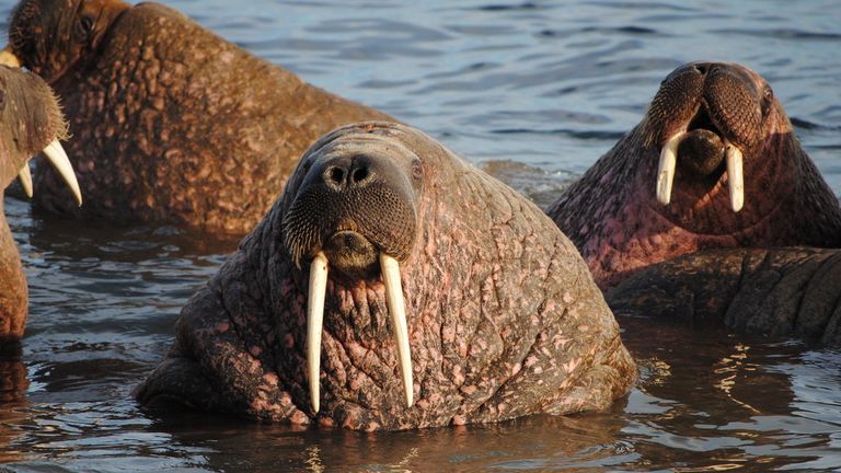 Атлантические моржи у острова Вайгач Атлантические моржи у острова Вайгач