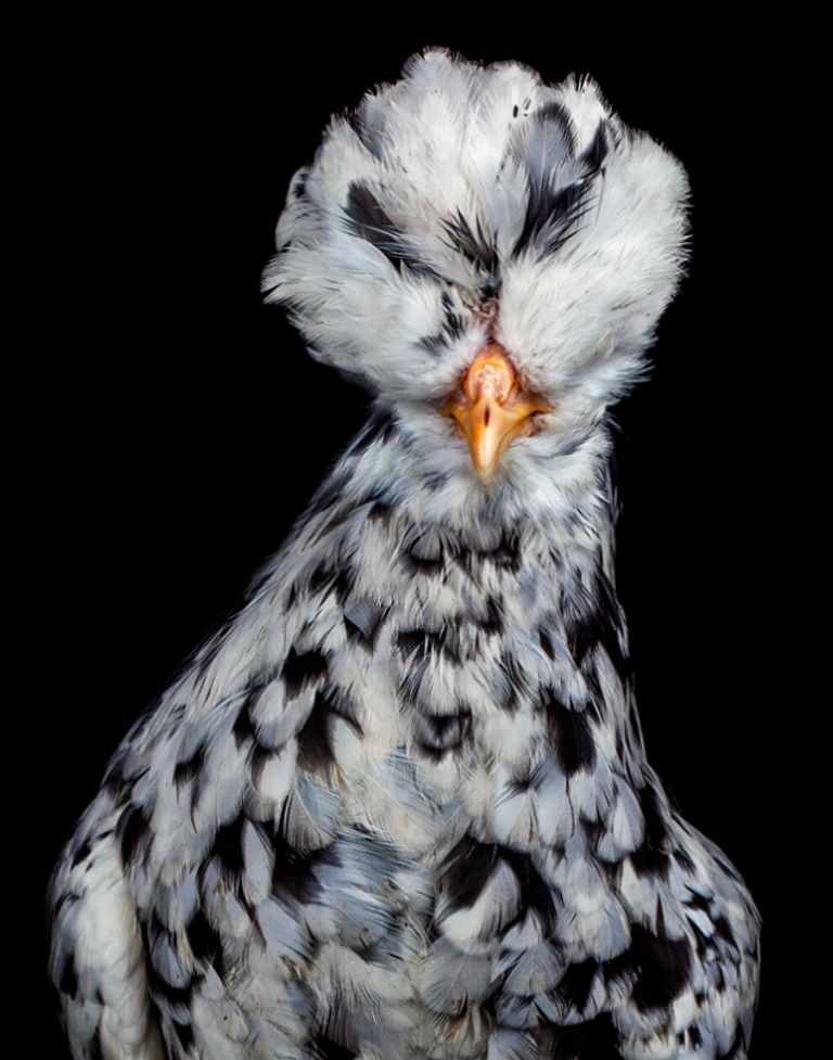 Работа выставочного проекта COCKS фотографа из Сингапура Ernest Goh Работа выставочного проекта COCKS фотографа из Сингапура Ernest Goh