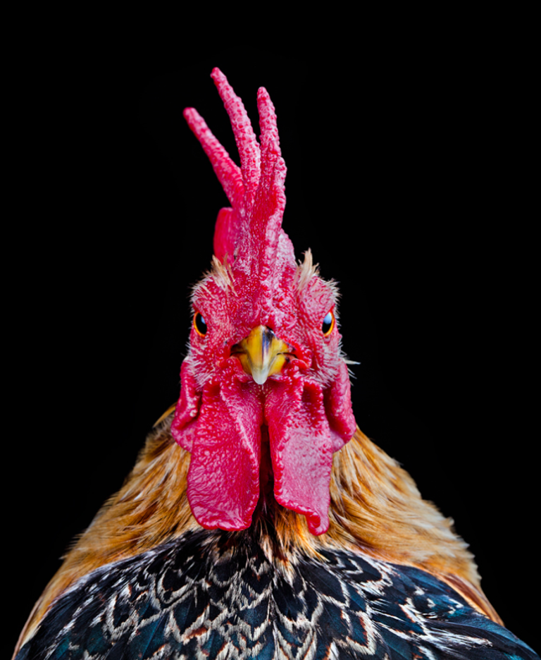 Работа выставочного проекта COCKS фотографа из Сингапура Ernest Goh Работа выставочного проекта COCKS фотографа из Сингапура Ernest Goh