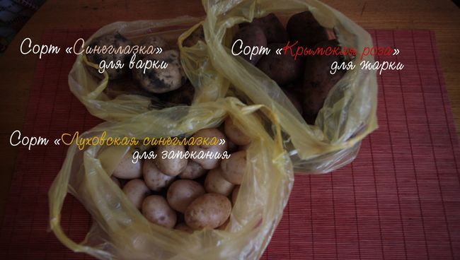 Чем отличаются разные сорта картофеля. Видеоэксперимент Чем отличаются разные сорта картофеля. Видеоэксперимент