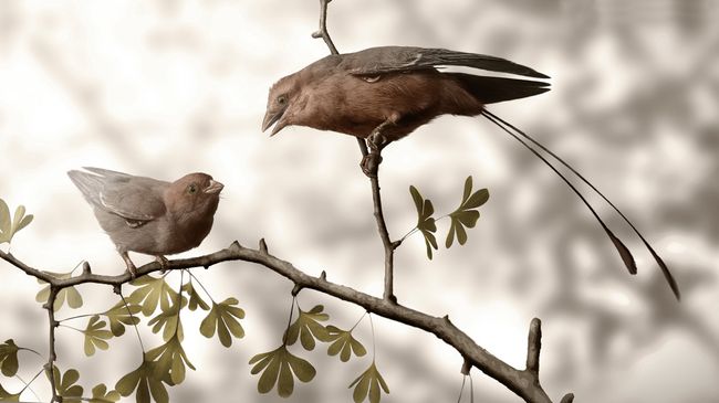 Протоптица конфуциорнис. Слева – самка, справа – самец. Иллюстрация авторов статьи Протоптица конфуциорнис. Слева – самка, справа – самец. Иллюстрация авторов статьи
