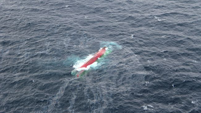 Поиски членов экипажа с судна Шанс-101, перевернувшегося в Японском море Поиски членов экипажа с судна Шанс-101, перевернувшегося в Японском море